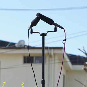 NP10 Shotgun Microphone Rufous Hummingbird and Anna's Hummingbird Battle