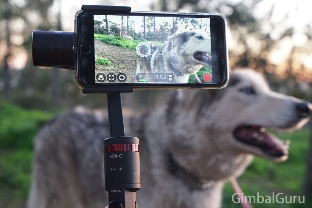 Film your own adventures with MOZA Mini-C smartphone stabilizer, iPhone 7 Plus, and Buster the half wolf dog!